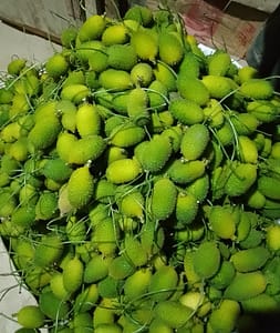 491942397_3999633353686263_466062364372176337_n-253x300 কাকরোল "একটি জনপ্রিয় গ্রীষ্মকালীন সবজি